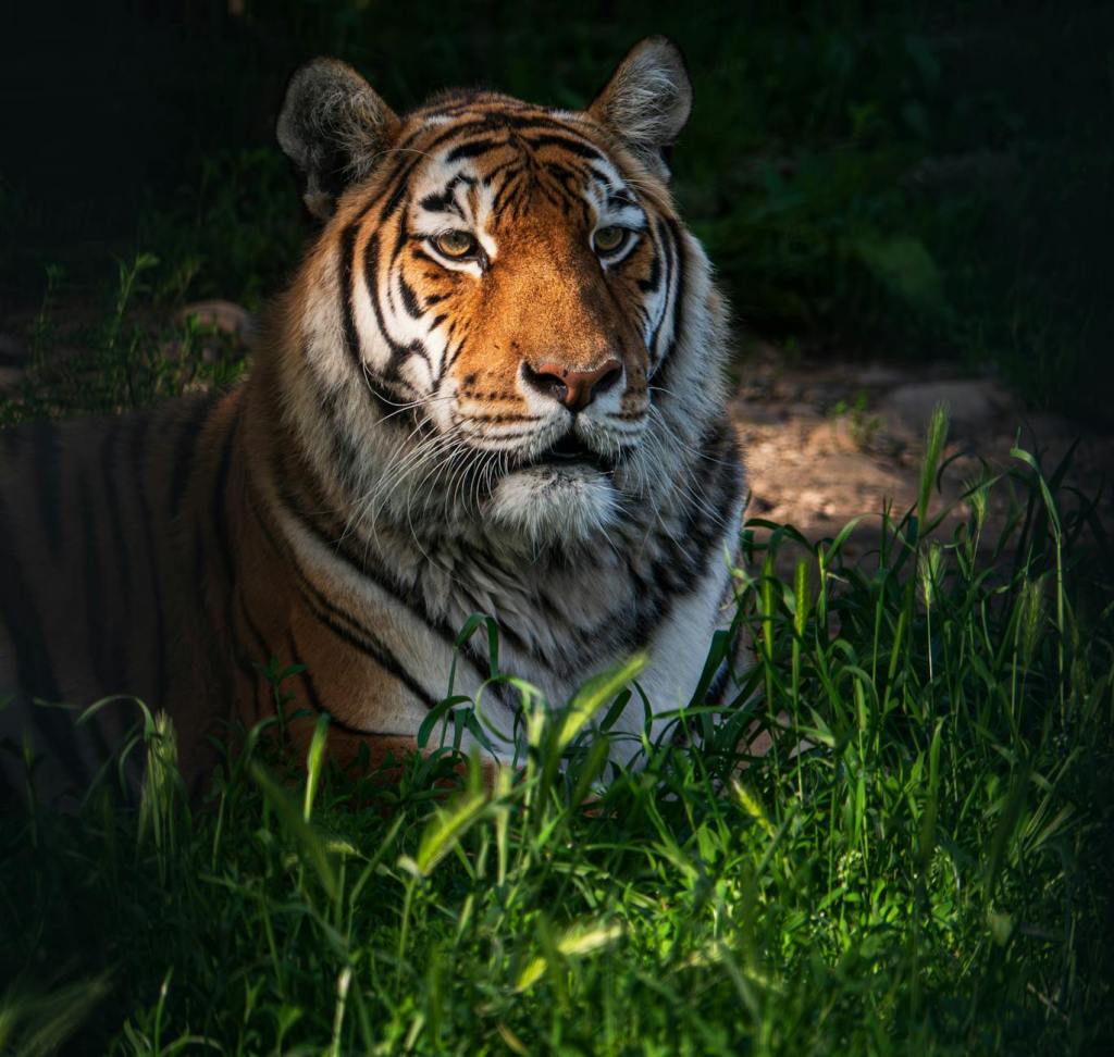 Aging in the Wild: What No One Told&nbsp;You
